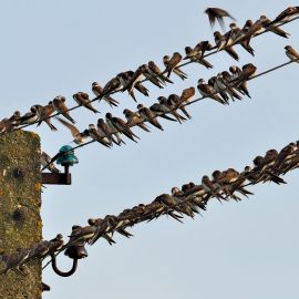 10/2021 | JHV des TC-Alpenrod